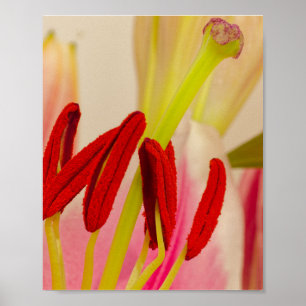Poster Étamines vibrantes de lys rouge et pistil vert