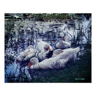 Poster Étang des Canards Endormis