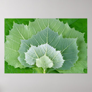 POSTER ÉTAPES DE LA VIE