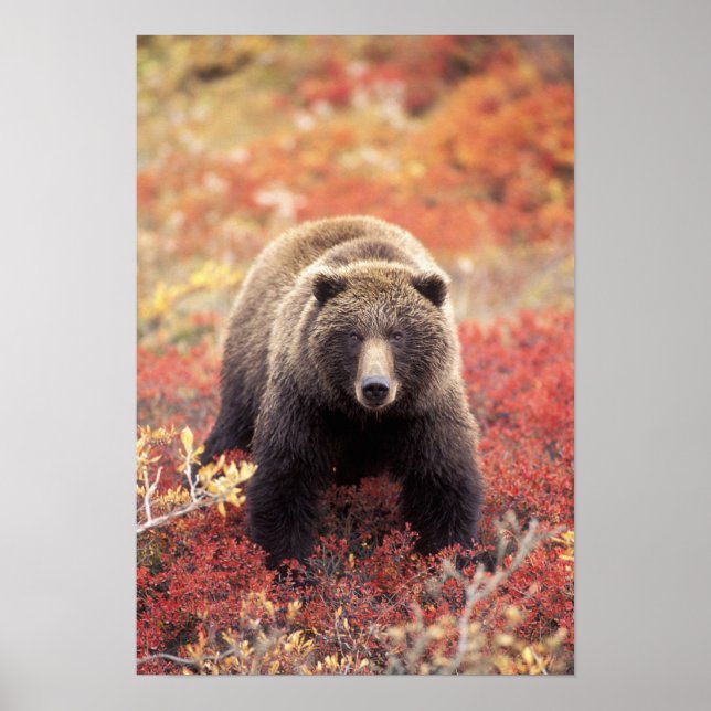 Poster États-Unis, Alaska, Denali NP, femelle Grizzly Bea (Devant)