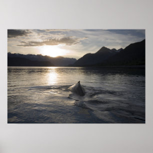 Poster États-Unis, Alaska, Parc national de Glacier Bay,