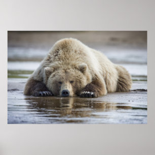 Poster États-Unis, Alaska, Parc national de Katmai, Ours 