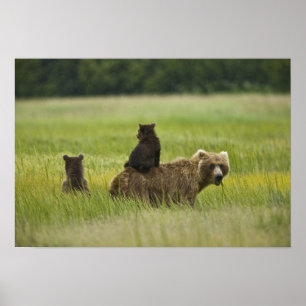 Poster États-Unis, Alaska, parc national de Lake Clark
