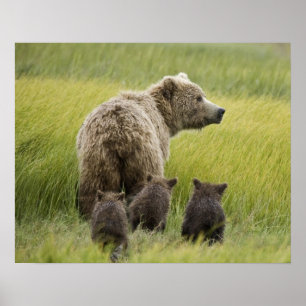 Poster États-Unis, Alaska, parc national de Lake Clark. G
