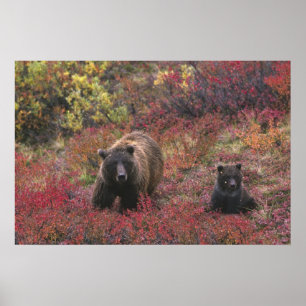 Poster États-Unis, Alaska, Parc national Denali. Ours bru