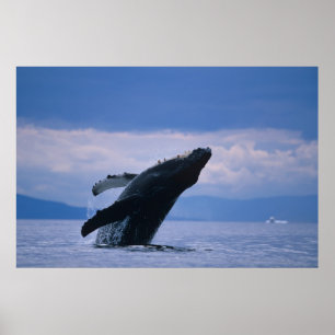 Poster États-Unis, Alaska, Tongass National Forest, Humpb