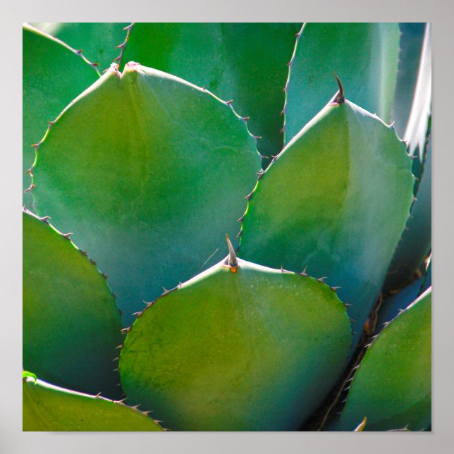 Poster États-Unis, Arizona. Gros Plan Du Plante Succulent (Devant)