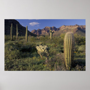 Poster États-Unis, Arizona, Monument national d'Organ Pip