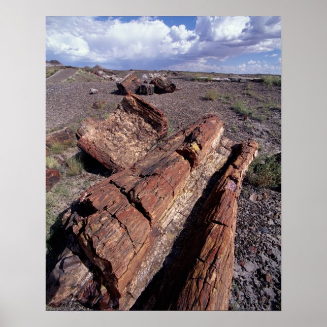 Poster États-Unis, Arizona, Parc National de la Forêt Pet (Devant)