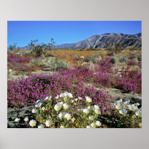 Poster États-Unis, Californie, Anza-Borrego DSP. Soirée d