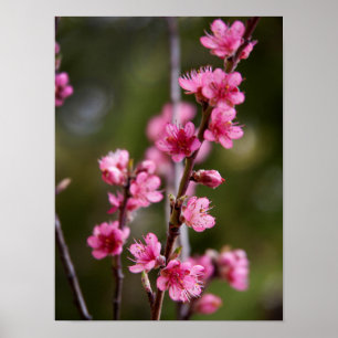 Poster États-Unis, Californie. Fleurs roses sur un arbre