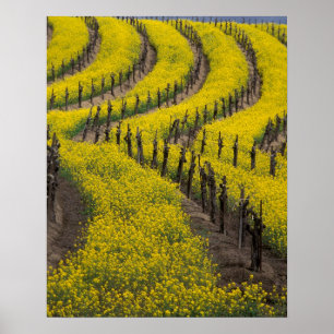 Poster États-Unis, Californie, Napa Valley, Los Carneros 