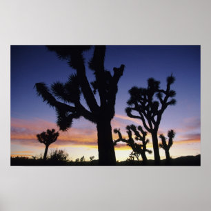 Poster États-Unis, Californie, Parc national de Joshua Tr