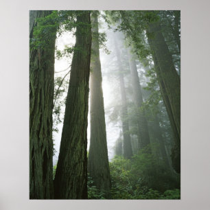 Poster États-Unis, Californie, Parc national de Redwood,
