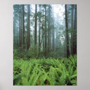 Poster États-Unis, Californie, Parc national de Redwood. 