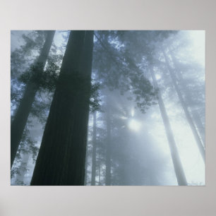 Poster États-Unis, Californie, Parc national de Redwood, 
