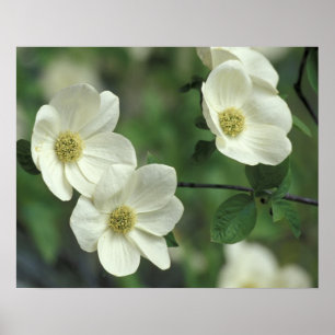 Poster États-Unis, Californie, Parc national de Yosemite,