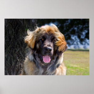 Poster États-Unis, Californie. Portrait de Leonberger ass