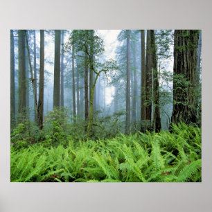 Poster États-Unis, Californie, Redwood NP. Les arbres à R