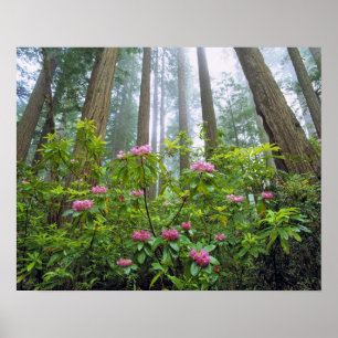 Poster États-Unis, Californie, Redwood NP. Rhododendron