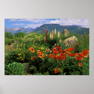 Poster États-Unis, Colorado, Crested Butte. Pavots et lup