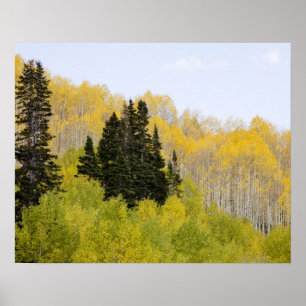 Poster États-Unis, Colorado, forêt nationale de Gunnison,