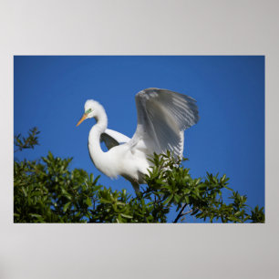 Poster États-Unis, Floride, St. Augustine, Aigrette