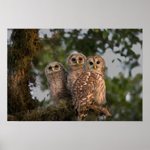 Poster États-Unis, Floride, Viera Wetlands. Trois barrés