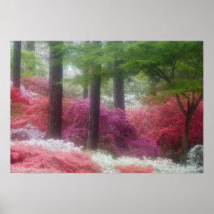 Poster États-Unis ; Géorgie ; Pine mountain. Azaleas à