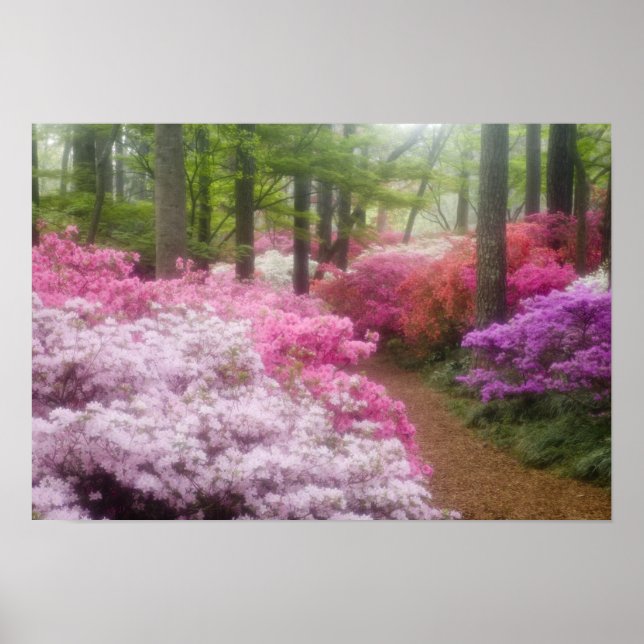 Poster États-Unis ; Géorgie ; Pine Mountain. Azaleas à (Devant)