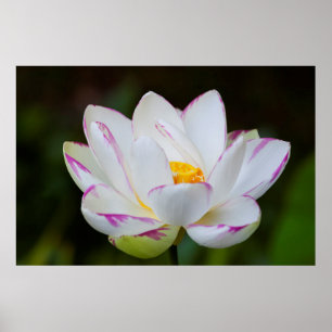 Poster États-Unis, Géorgie, Savannah, fleurs de lotus
