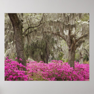 Poster États-Unis, Géorgie, Savannah, Printemps à l'histo