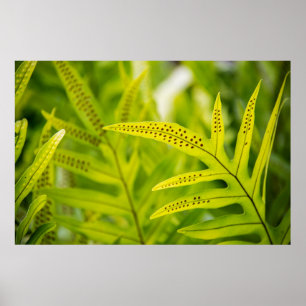 Poster États-Unis, Hawaï, Big Island. Fougère verte tropi