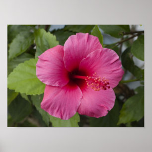 Poster États-Unis, Hawaï, Oahu. L'Hibiscus est le 2