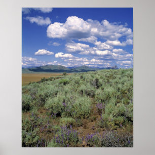 Poster États-Unis, Idaho, Camas Co. Sagebrush et lupine