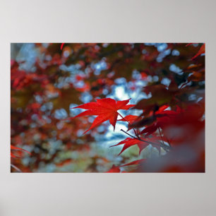 Poster États-Unis, Kansas. Couleurs d'automne