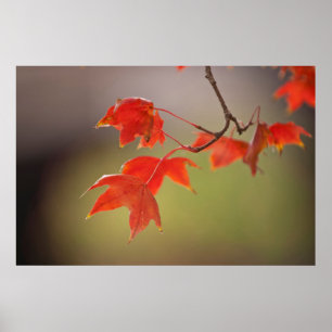 Poster États-Unis, Kansas, Feuilles Rouges Au Début De L'