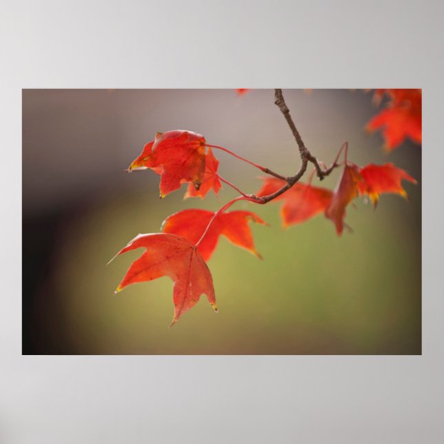 Poster États-Unis, Kansas, Feuilles Rouges Au Début De L' (Devant)