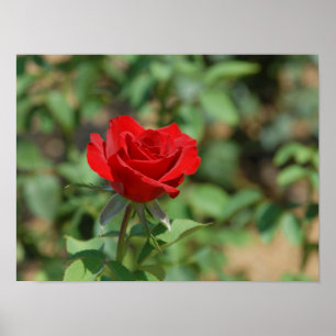 Poster États-Unis, Kansas, Rose rouge