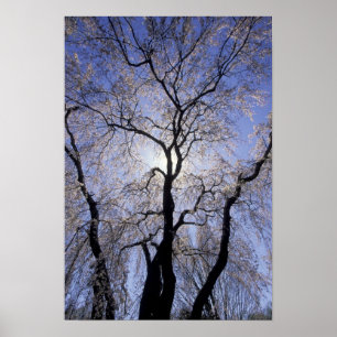 Poster États-Unis, Kentucky, Lexington. Arbre rétro-éclai