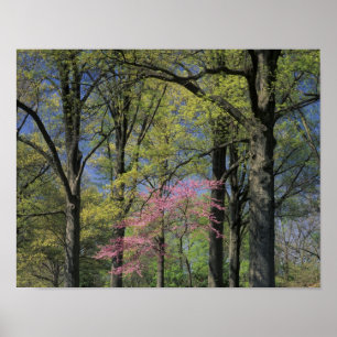 Poster États-Unis, Kentucky, Louisville. Cercis du Canada