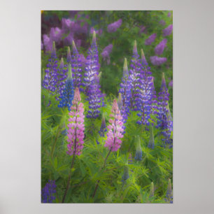 Poster États-Unis, Maine, Southwest Harbor. Lupin en fleu