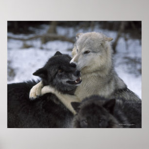 Poster États-Unis, Montana, Loups jouant dans la neige