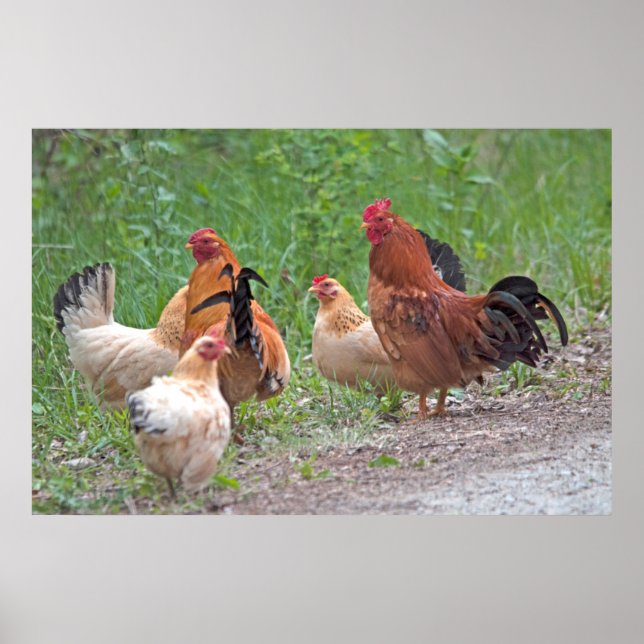 Poster États-Unis, Nebraska. Poules (Devant)