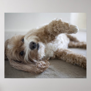 Poster États-Unis, New York, New York, Brooklyn, Cockapoo