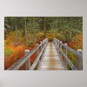 Poster États-Unis, Oregon, Forêt nationale de Willamette.