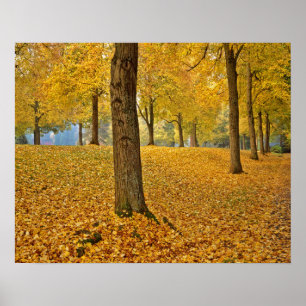 Poster États-Unis, Oregon, Portland. Linden Trees