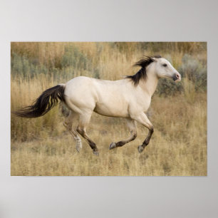Poster États-Unis, Oregon, Seneca, Ranch Ponderosa. Cheva