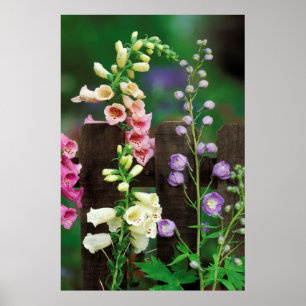 Poster États-Unis, Pennsylvanie. Digitale et delphinium