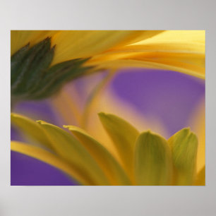 Poster États-Unis, Pennsylvanie. Gerbera jaunes, rapproch